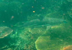 Carcharhinus melanopterus 00265.JPG